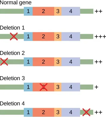 The figure shows a normal gene with segments 1 through 4, a 5' UTR, and a 3'UTR. This gene has ++ expression. Below, deletion 1 is in the 5' UTR. This mutant has +++ expression. Below that, deletion 2 is in the very 5' end of the 5' UTR. This mutant has ++ expression. Below that, deletion 3 is in segment 2. This mutant has + expression. Below that, deletion 4 is in the 3' UTR. This mutant has ++ expression