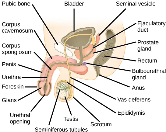 Illustration shows a cross section of the penis and testes. The penis widens at the end, into the glans, which is surrounded by the foreskin. The urethra is an opening that runs through the middle of the penis to the bladder. The tissue surrounding the urethra is the Corpus spongiosum, and above the Corpus spongiosum is the Corpus cavernosum. The testes, located immediately behind the penis, are covered by the scrotum. Seminiferous tubules are located in the testes. The epididymis partly surrounds the sac containing the seminiferous tubules. The Vas deferens is a tube connecting the seminiferous tubules to the ejaculatory duct, which begins in the prostate gland. The prostate gland is located behind and below the bladder. The seminal vesicle, located above the prostate, also connects to the seminal vesicle. The bulbourethral gland connects to the ejaculatory duct where the ejaculatory duct enters the penis.