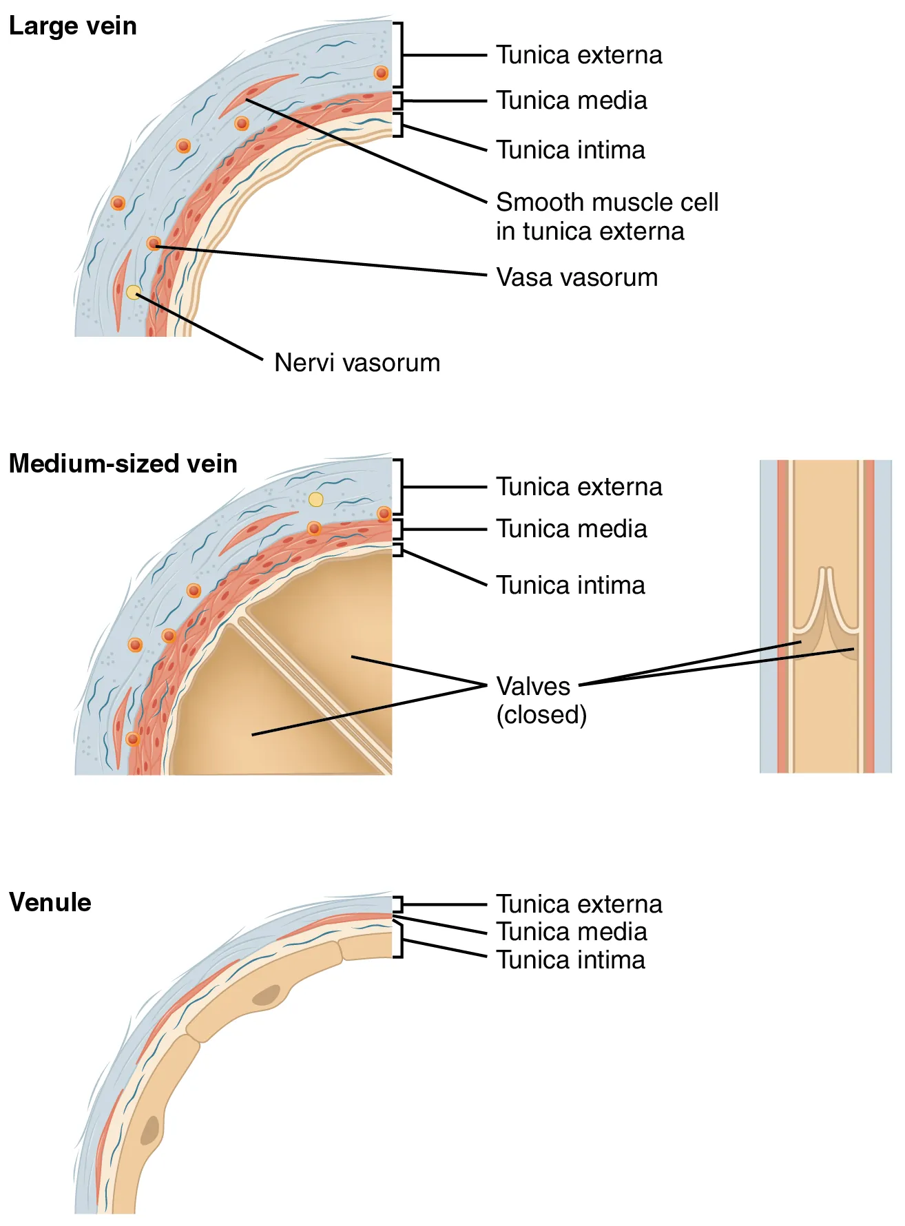 The top panel shows the cross-section of a large vein, the middle panel shows the cross-section of a medium sized vein, and the bottom panel shows the cross-section of a venule.