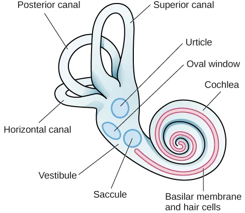 An illustration of the vestibular system shows the locations of the three canals (“posterior canal,” “horizontal canal,” and “superior canal”) and the locations of the “urticle,” “oval window,” “cochlea,” “basilar membrane and hair cells,” “saccule,” and “vestibule.”