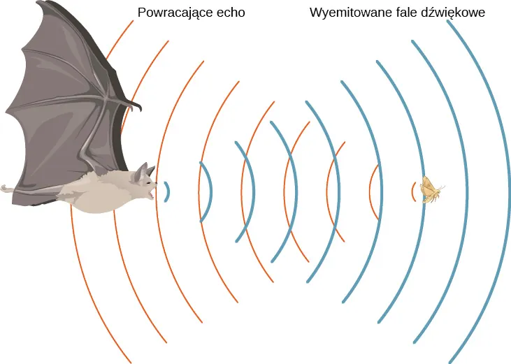 Zdjęcie przedstawia lecącego nietoperza, który emituje fale dźwiękowe. Fale są odbijane od latającego owada i są powracają do nietoperza.
