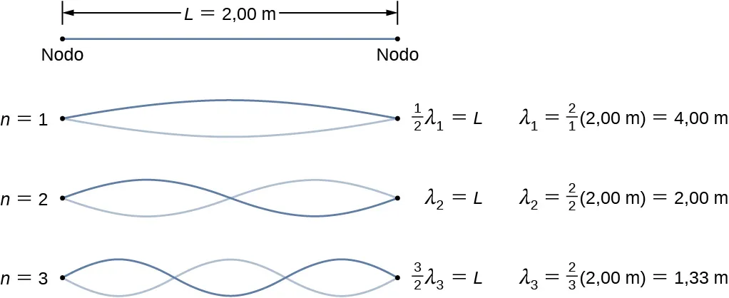 Se muestran tres figuras de una cuerda de longitud L = 2 m. Cada una tiene dos ondas. La primera tiene 1 nodo. Se identifica la mitad de lambda 1 = L, lambda 1 = 2 por 1 veces 2 m = 4 m. La segunda figura tiene 2 nodos. Se identifica lambda 2 = L, lambda 2 = 2 por 2 veces 2 m = 2 m. La tercera figura tiene tres nodos. Se identifica 3 por 2 veces lambda 3 = L, lambda 3 = 2 por 3 veces 2 m = 1,33 m.