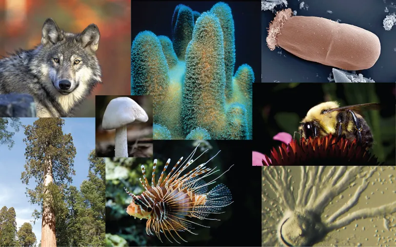 Photo collage shows a wolf, a cucumber-shaped protozoan, a sea sponge, a slime mold, lichen, the shore of a lake with algae and trees, a spiny lion fish, a mushroom, a sequoia tree and a bumblebee drinking nectar from a flower.