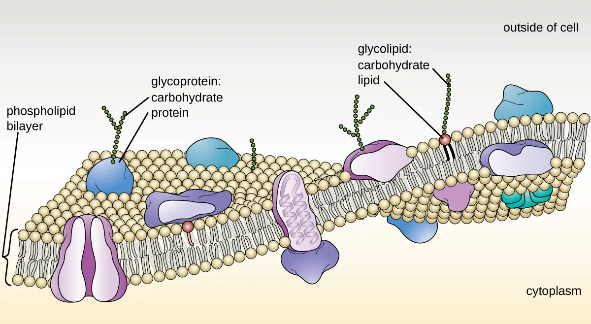 A drawing of the plasma membrane. The top of the diagram is labeled outside of cell, the bottom is labeled cytoplasm. Separating these two regions is the membrane which is made of mostly a phospholipid bilayer. Each phospholipid is drawn as a sphere with 2 tails. There are two layers of phospholipids making up the bilayer; each phospholipid layer has the sphere towards the outside of the bilayer and the two tails towards the inside of the bilayer. Embedded within the phospholipid bilayer are a variety of large proteins. Protein channels span the entire bilayer and have a pore in the center that connects the outside of the cell with the cytoplasm. Peripheral proteins sit on one side of the phospholipid bilayer. Transmembrane proteins span the bilayer. Glycolipids have long carbohydrate chains (shown as a chain of hexagons) attached to a single phospholipid; the carbohydrates are always on the outside of the membrane. Glycoproteins have a long carbohydrate chain attached to a protein; the carbohydrates are on the outside of the membrane. The cytoskeleton is shown as a thin layer of line just under the inside of the phospholipid bilayer.