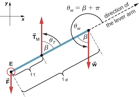 Figure is a free-body diagram for the forearm. Force F is applied at the point E. Force Tm is applied at the distance r tau from the point E. Force W is applied at the opposite side separated by r w from the point E. Projections of the forces at the x and y axes are shown. Force Tm forms and angle theta tau that is equal to beta with the direction of the lever arm. Force W forms an angle theta w that is equal to the sum of beta and Pi with the direction of the lever arm.