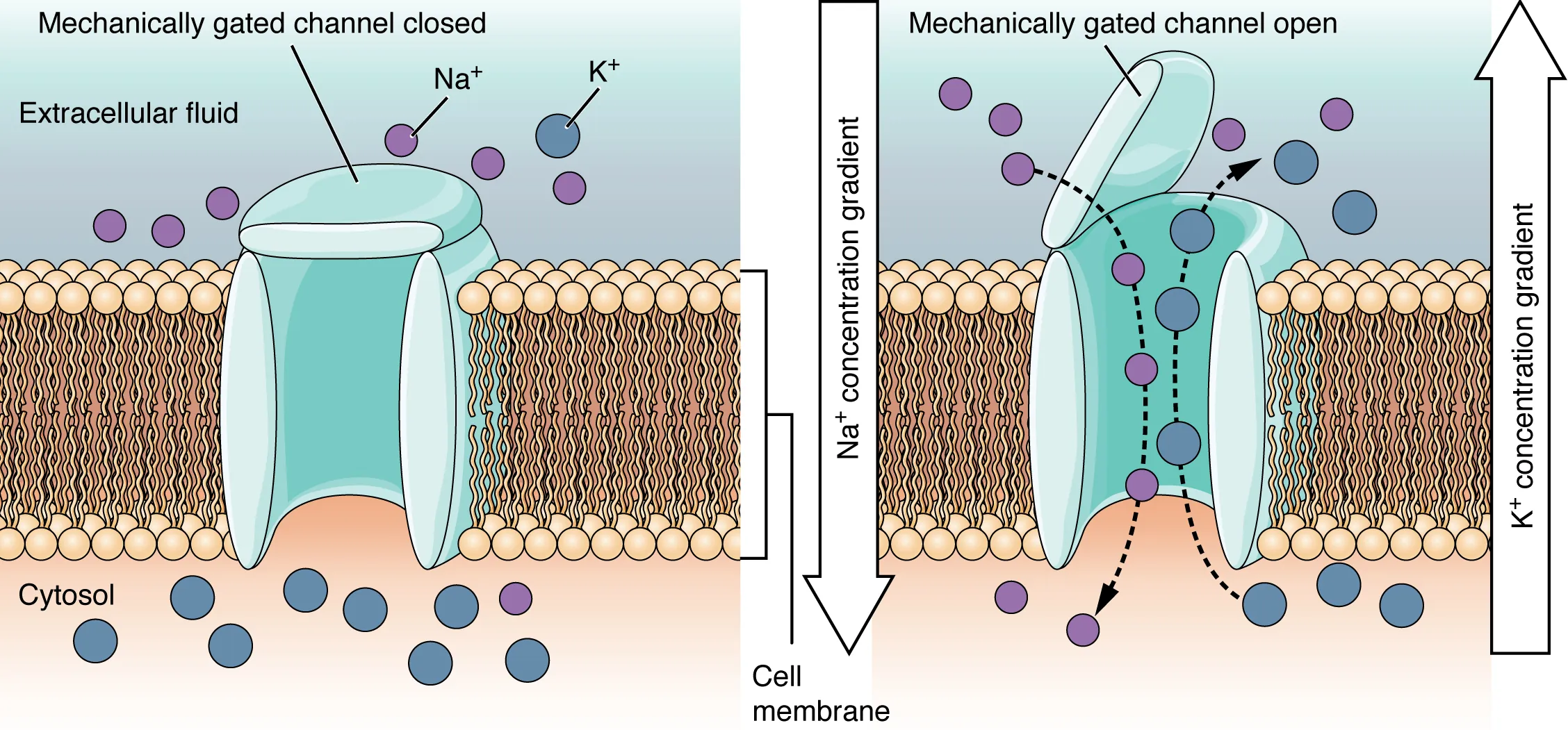 These two diagrams each show a channel protein embedded in the cell membrane. In the left diagram, there are a large number of sodium ions in the extracellular fluid, but only a few sodium ions in the cytosol. There is a large number of calcium ions in the cytosol but only a few calcium ions in the extracellular fluid. In this diagram, the channel is closed, as the extracellular side has a lid, somewhat resembling that on a trash can, that is closed over the channel opening. In the right diagram, the mechanically gated channel is open.  This allows the sodium ions to flow from the extracellular fluid into the cell, down their concentration gradient. At the same time, the calcium ions are moving from the cytosol into the extracellular fluid, down their concentration gradient.