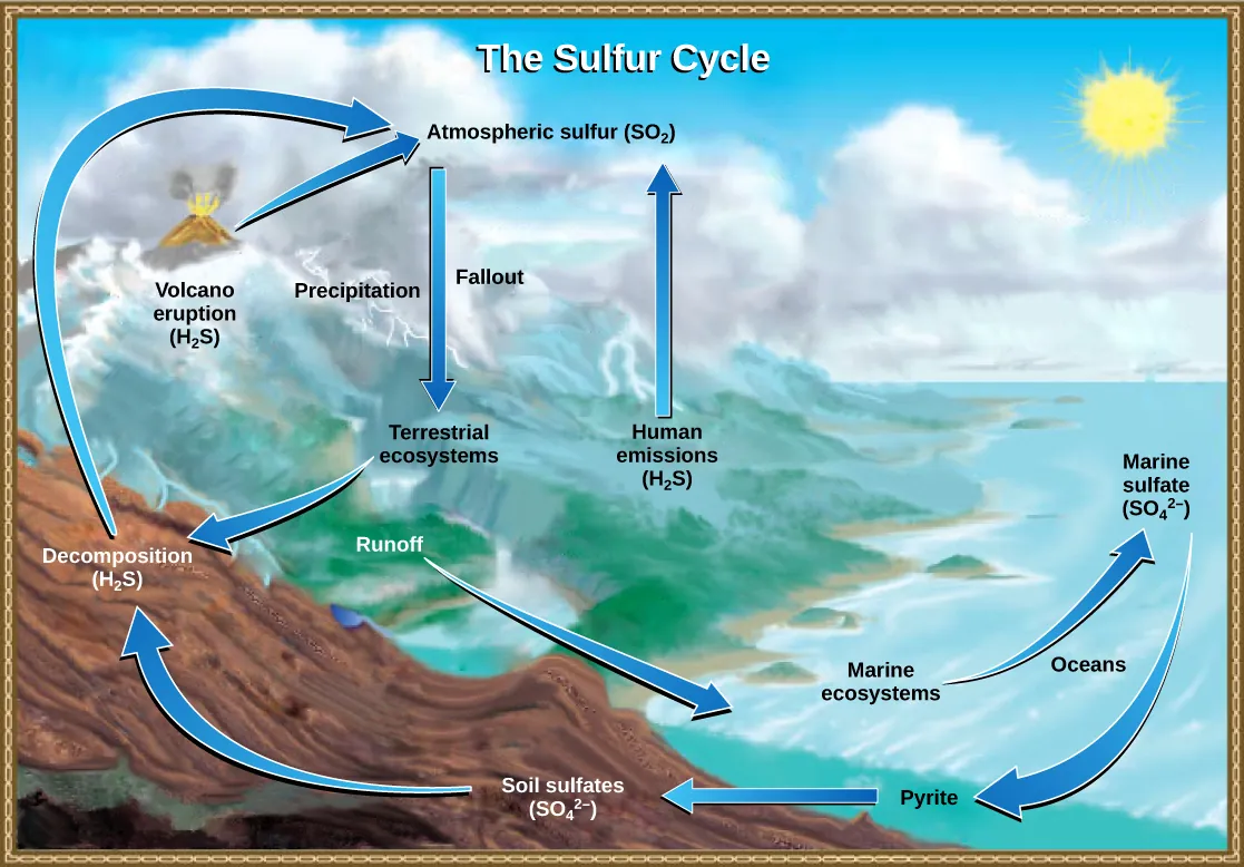 The illustration shows the sulfur cycle. Sulfur enters the atmosphere as sulfur dioxide (SO2) via human emissions, decomposition of H2S, and volcanic eruptions. Precipitation and fallout from the atmosphere return sulfur to the earth, where it enters terrestrial ecosystems. Sulfur enters the oceans via runoff, where it becomes incorporated in marine ecosystems. Some marine sulfur becomes pyrite, which is trapped in sediment. If uplifting occurs, the pyrite enters the soil and is converted to soil sulfates.