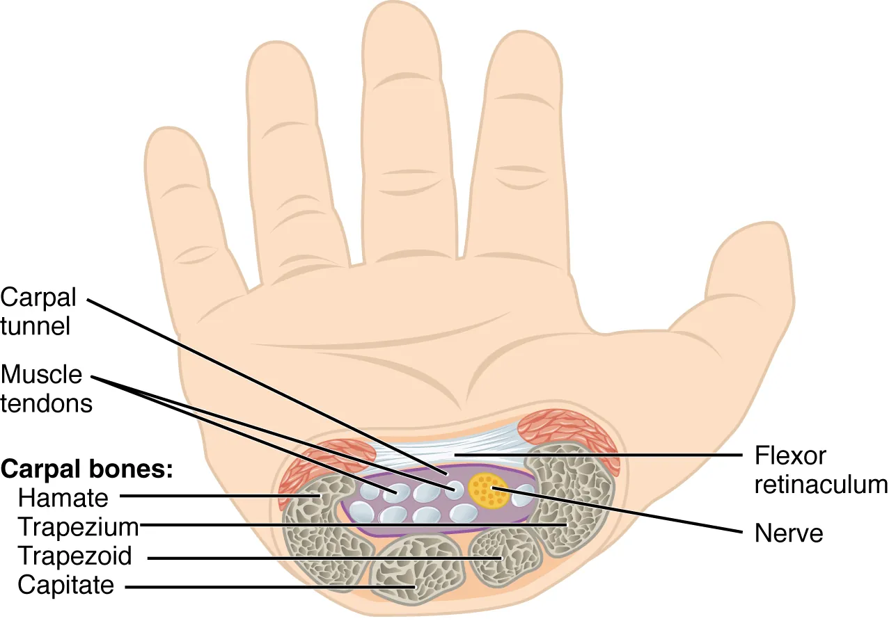 This figure shows a hand and a cross-section image of the nerves at the wrist.