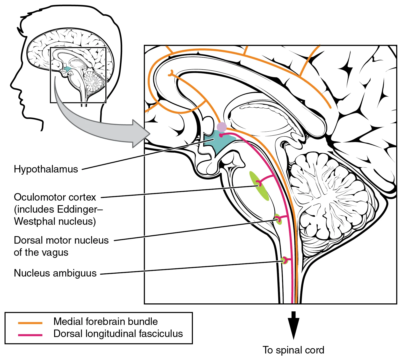 This figure shows the human brain on the left panel, and a magnified image shows the location of the medial forebrain bundle and the dorsal longitudinal fasciculus in the brain.
