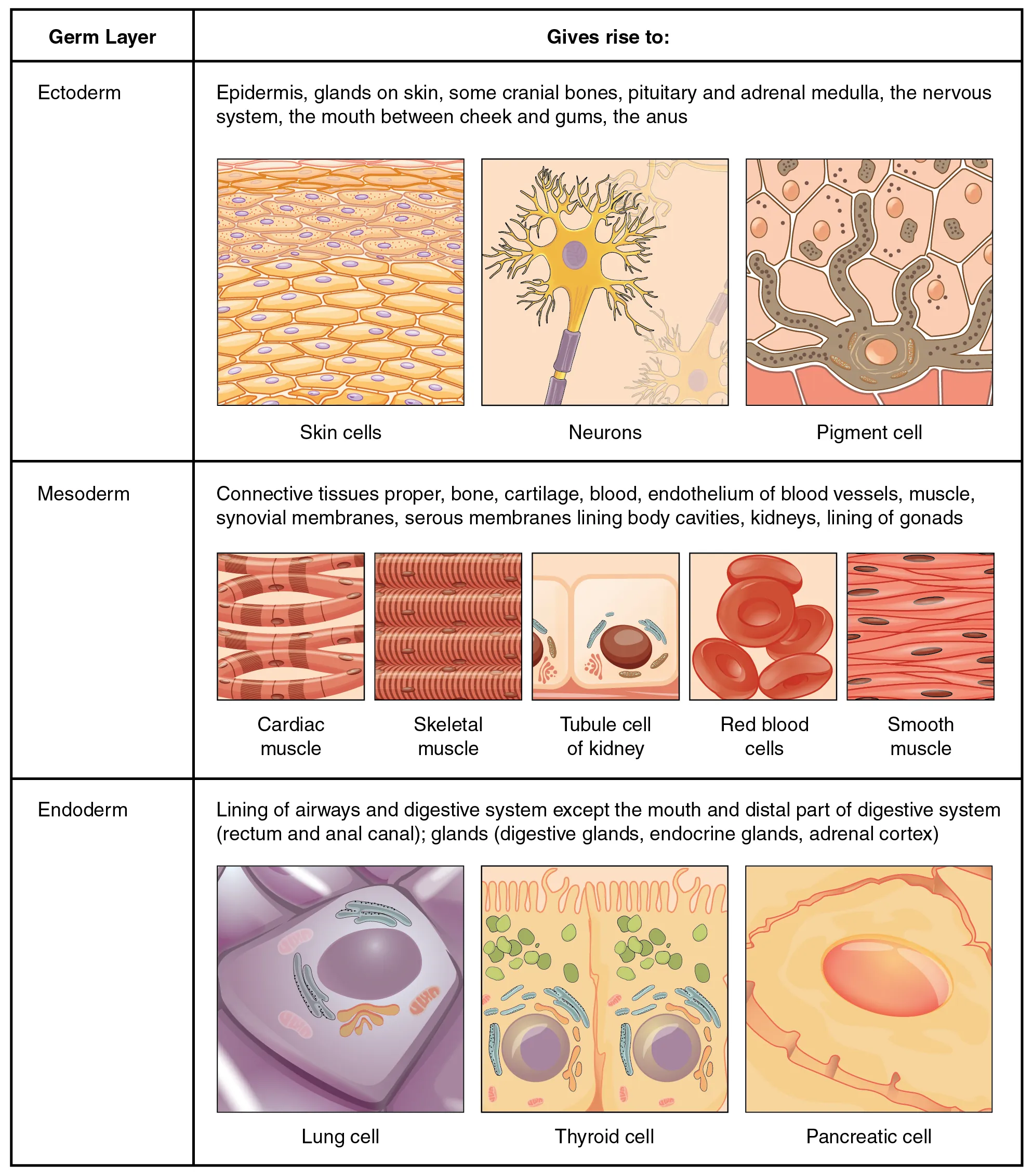 4.1 Types of Tissues - Anatomy and Physiology 2e | OpenStax