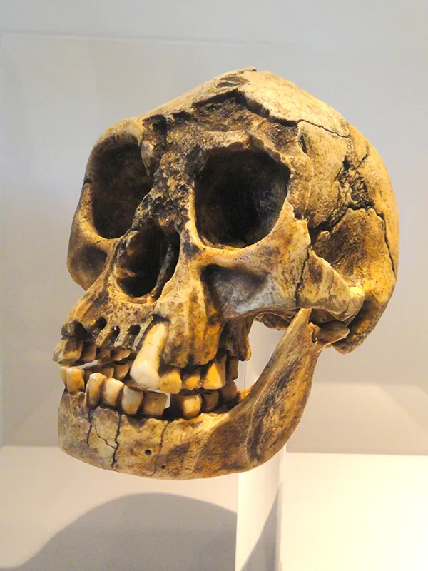 Complete skull, including lower jaw bone, with large eye openings and intact teeth.