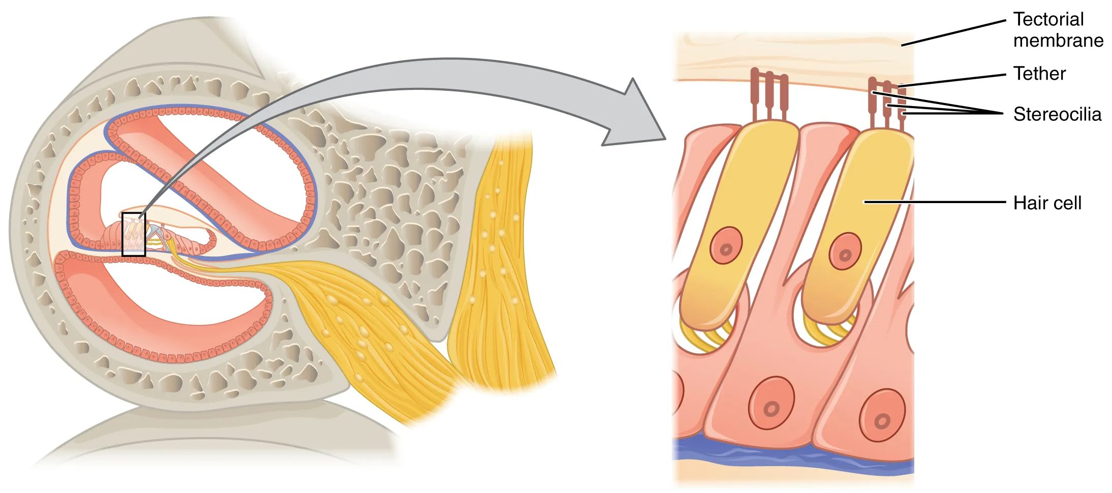 This diagram shows the structure of the hair cell. The right panel shows a magnified view of the hair cell.