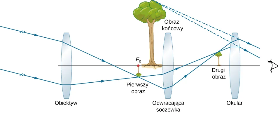 Promienie równoległe biegnące pod kątem do osi optycznej wchodzą do obiektywu i skupiaja się po drugiej jego stronie tworząc maleńki, odwrócony obraz drzewa w ognisku obiektywu. Następnie promienie przechodzą przez kolejną soczewkę dwuwypukłą i skupiają się po drugiej stronie tworząc maleńki obraz drzewa. Następnie promienie przechodzą przez okular i wchodzą do oka. Przedłużenia promieni skupiają się tworząc powiększony obraz drzewa nazwany obrazem końcowym. Obraz ten leży pomiędzy pierwszym obrazem i dodatkową soczewką.