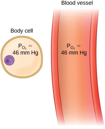 The illustration shows a body cell at left with the label PO2 = 46 mm Hg and a blood vessel at right with the label PO2 = 46 mm Hg. 