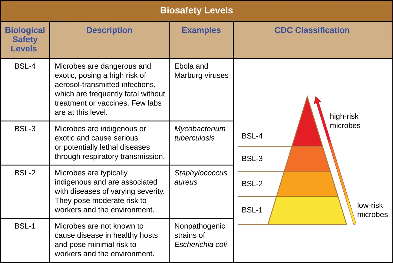 Table labeled biosafety levels. The CDC classifies low risk microbes as BSL-1 and high risk microbes as BSL-4. Biosafety level-4 is used when microbes are dangerous and exotic, posing a high risk of aerosol-transmitted infections, which are frequently fatal without treatment or vaccines. Few labs at this level. Examples include ebola and Marburg viruses.  BSL-3 is used when microbes are indigenous or exotic and cause serious or potentially lethal diseases through respiratory transmission. Examples include Mycobacterium tuberculosis. BSL-2 is used when microbes are typically indigenous and are associated with diseases of varying severity. They pose moderate risk to workers and the environment. Examples include Staphylococcus aureus. BSL-1 is used when microbes are not knows to cause disease in healthy hosts and pose minimal risk to workers and environment.  Examples include nonpathogenic strains of Escherichia coli.  