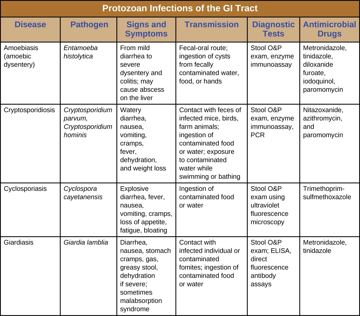 Table titled: Protozoan Infections of the GI Tract. Columns: Disease, Pathogen, Signs and Symptoms, Transmission, Diagnostic Tests, Antimicrobial Drugs. Amoebiasis (amoebic dysentery); Entamoeba histolytica; From mild diarrhea to severe dysentery and colitis; may cause abscess on the liver; Fecal-oral route; ingestion of cysts from fecally contaminated water, food, or hands Stool O&P exam, enzyme immunoassay; Metronidazole, tinidazole, diloxanide furoate, iodoquinol, paromomycin. Cryptosporidiosis; Cryptosporidium parvum, Cryptosporidium hominis; Watery diarrhea, nausea, vomiting, cramps, fever, dehydration, and weight loss; Contact with feces of infected mice, birds, farm animals; ingestion of contaminated food or water; exposure to contaminated water while swimming or bathing ; Stool O&P exam, enzyme immunoassay, PCR; Nitazoxanide, azithromycin, and paromomycin. Cyclosporiasis; Cyclospora cayetanensis; Explosive diarrhea, fever, nausea, vomiting, cramps, loss of appetite, fatigue, bloating; Ingestion of contaminated food or water; Stool O&P exam using ultraviolet fluorescence microscopy; Trimethoprim-sulfmethoxazole. Giardiasis; Giardia lamblia; Diarrhea, nausea, stomach cramps, gas, greasy stool, dehydration if severe; sometimes malabsorption syndrome; Contact with infected individual or contaminated fomites; ingestion of contaminated food or water; Stool O&P exam; ELISA, direct fluorescence antibody assays; Metronidazole, tinidazole.