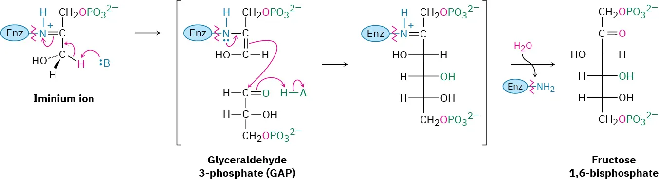 29.8 Carbohydrate Biosynthesis: Gluconeogenesis - Organic Chemistry ...