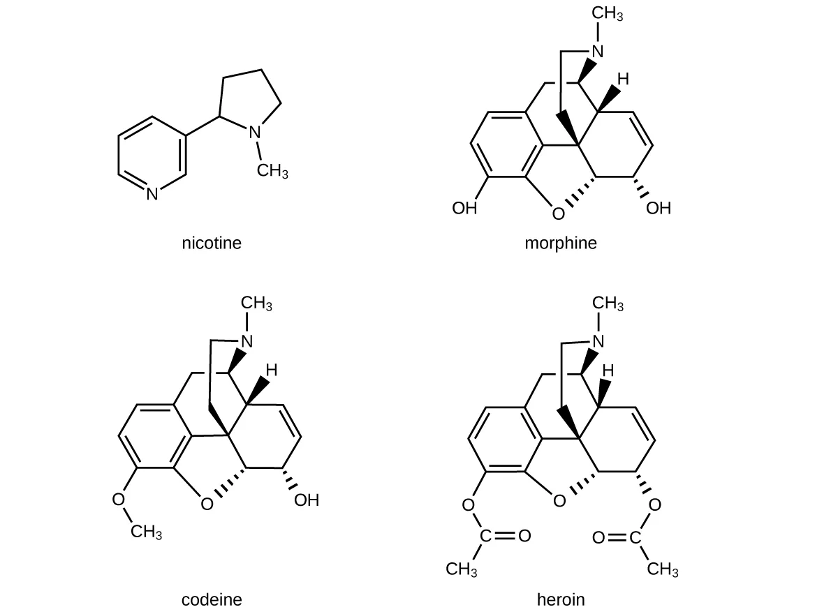 Molecular structures of nicotine, morphine, codeine, and heroin are shown. These large structures share some common features, including rings. In the complex structures of morphine, codeine, and heroin, bonds to some O atoms in the structures are indicated with dashed wedges and bonds to some H atoms and N atoms are shown as solid wedges.