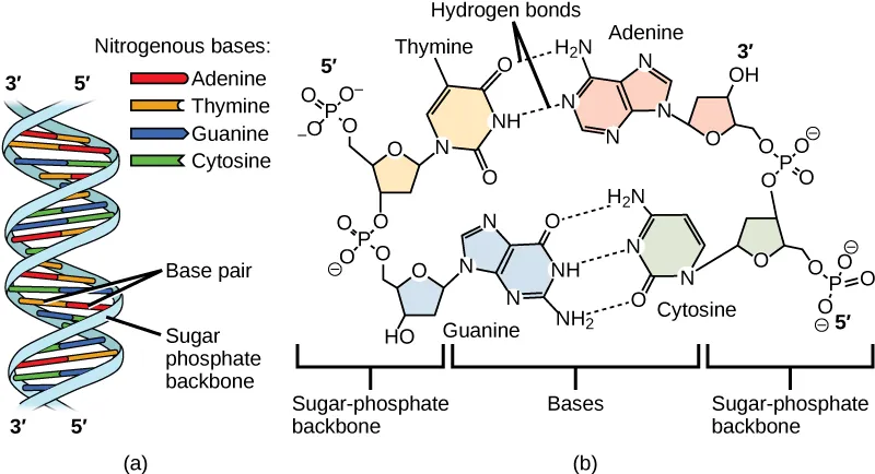 Part A shows an illustration of a DNA double helix, which has a sugar phosphate backbone on the outside and nitrogenous base pairs on the inside. Part B shows base-pairing between thymine and adenine, which form two hydrogen bonds, and between guanine and cytosine, which form three hydrogen bonds.
