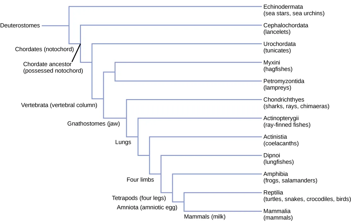 The deuterostome phylogenetic tree includes Echinodermata and chordata. Chordates possess an notochord and include chephalochordates (lancelets), urochordata (tunicates) craniata, which have a cranium. Craniata includes the Myxini (hagfish) and vertebrata, which possess a vertebral column. Vertebrata includes the Petromyzontida (lampreys) and Gnathostomes, which possess a jaw. Gnathostomes include Actinopterygii (ray finned fishes) and animals with four limbs. Animals with four limbs include Actinistia (coelacanths) , dipnoi (lungfishes) and tetrapods, or animals with four legs. Tetrapods include amphibian (frogs and salamanders) and Amniotic, which possess an amniotic egg. Amniota includes reptilian (turtles, snakes, crocodiles and birds) and mammalia, or animals that produce milk.