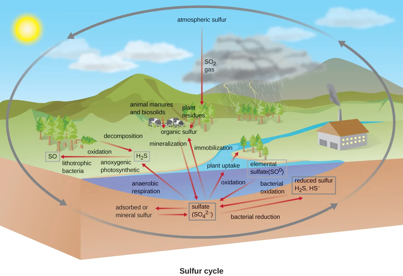 Sulfur cycle. Atmospheric sulfur (SO2 gas) is taken in by plants. Plant residues and animal manures and biosolids produce organic sulfur. Mineralization produces sulfate (SO42-). Immobilization reverts sulfate back to organic sulfur. Sulfate is converted to H2S via anaerobic respiration. Decomposition also produces H2S. Sulfate can be absorbed or converted to mineral sulfur. Bacterial reduction converts sulfate to reduced sulfur (H2S, HS). Oxidation converts reduced sulfur and elemental sulfur (SO0) to sulfate.