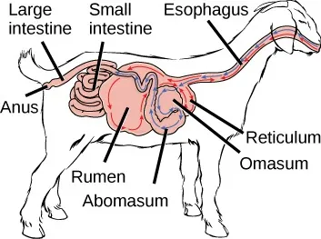 Simple outline cross-section of goat showing digestive system with arrows showing paths of food through the four stomachs and into the intestines..