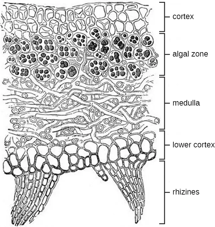 A drawing of a lichen which looks mostly like a web-work of strands. The top region is labeled cortex. The next region contains green circles and is labeled algal zone. The enxt region is labeled medulla. The next is lower cortex. The bottom region with forms triangular projections is labeled rhizine.