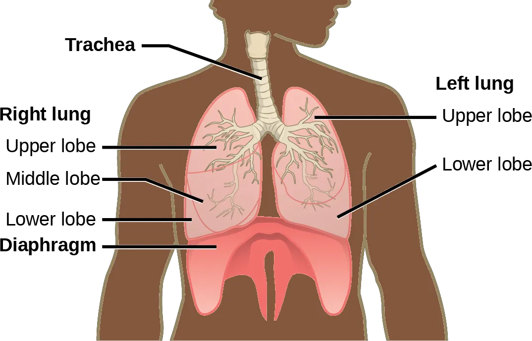 The illustration shows the trachea, which starts at the top of the neck and continues down into the chest, where it branches into the bronchi, which enter the lungs. The left lung has two lobes. The upper lobe is located in front of and above the lower lobe. The right lung has three lobes. The upper lobe is on the top, the lower lobe is on the bottom, and the middle lobe is sandwiched between them. The diaphragm presses against the bottom of the lungs and has the appearance of skin stretched over the top of a drum. Wide flaps of the diaphragm extend downward on the front left and right sides of the body. On the back, thin flaps of diaphragm stretch downward on either side of the spine.