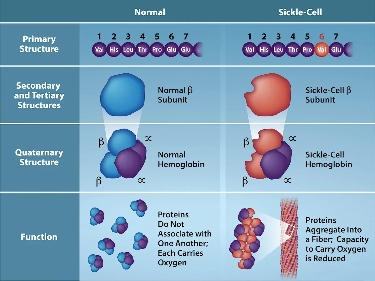 Functional Protein Molecule Diagram