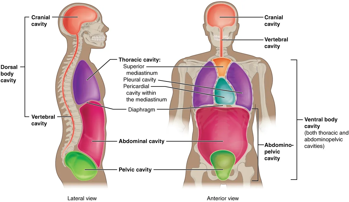 1.6 Anatomical Terminology - Anatomy and Physiology 2e | OpenStax