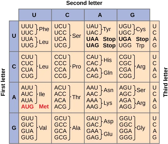 Figure shows all 64 codons. Sixty-two of these code for amino acids, and three are stop codons.