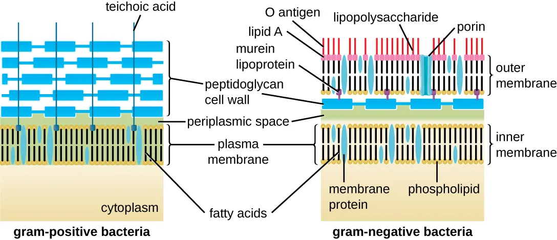 The gram-positive bacterial cell wall diagram shows a plasma membrane on top of the cytoplasm. The cell wall is shown as a thick layer of peptidoglycans connected to the plasma membrane by techoic acids. The gram-negative cell wall also has a plasma membrane on top of the cytoplasm. On top of the plasma membrane is a thin periplasmic space. On top of that is a thin peptidoglycan cell wall. On top of that is an outer membrane that contains murein lipoproteins that connect the outer membrane to the peptidoglycan cell wall. Lipid A, O antigens, and lipopolysaccharides sit on top of the outer membrane. Proins are tubes that connect the outside of the outer membrane with the region of the peptidoglycan cell wall.