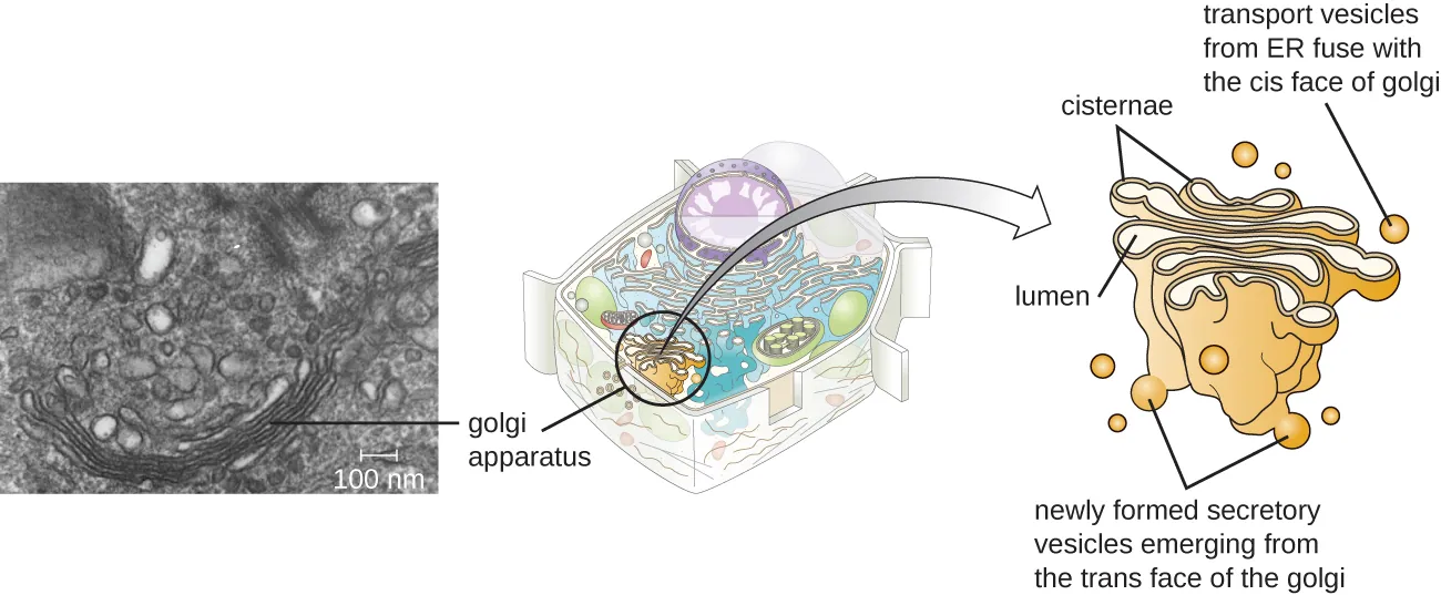 A small diagram of the cell outlining the Golgi complex which is a series of stacked membranes in the cell. A more detailed diagram shows the stacked membranes labeled cisternae and the inner regions of the stacks labeled lumen. Small spheres on the top are show transport vesicles from ER fuse with the cis face of the golgi. Small spheres on the bottom show newly formed secretory vesicles emerging from the trans face of the golgi. A micrograph shows the golgi in the cell as a stack of lines forming a semi-circle.