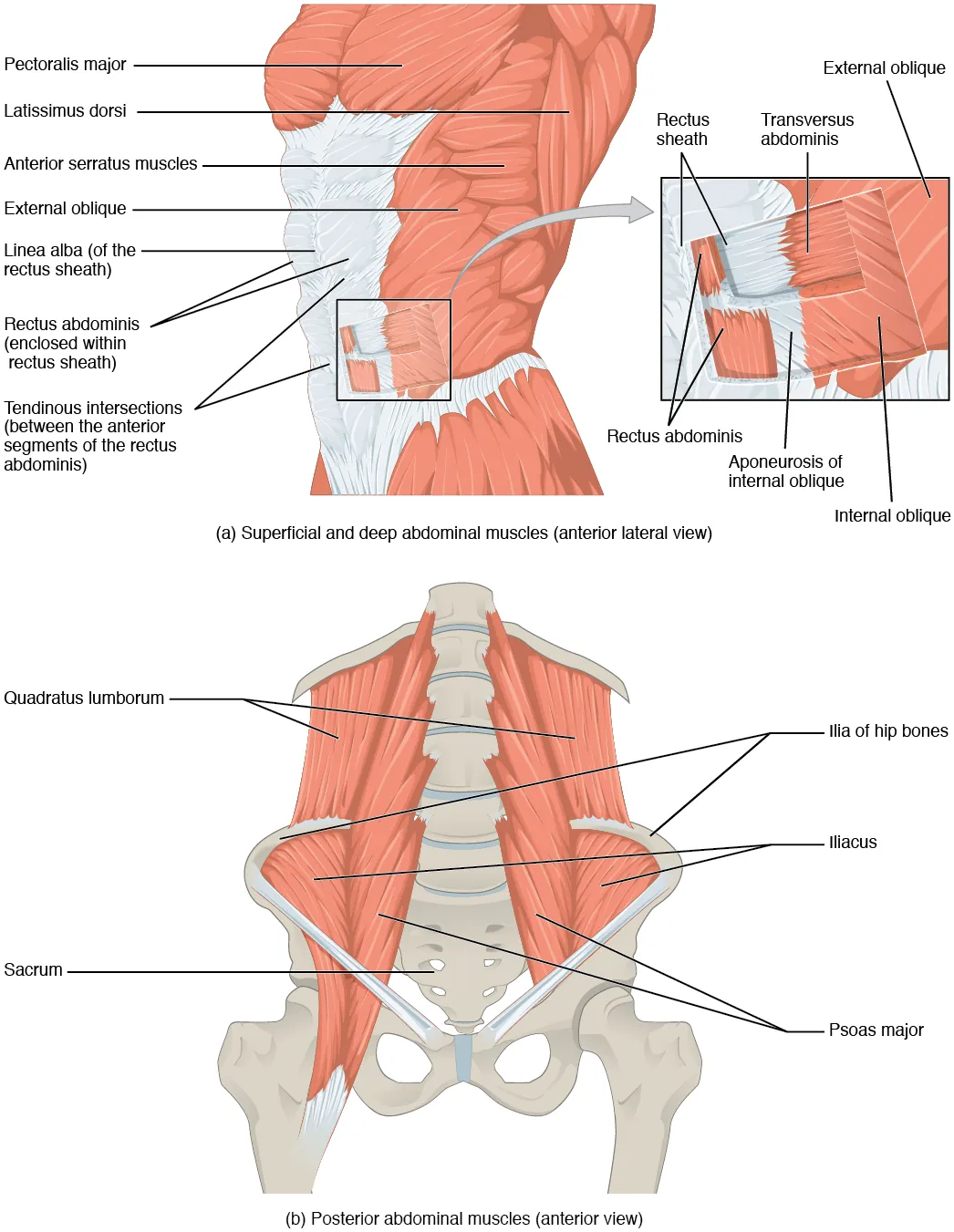 The top panel shows the lateral view of the superficial and deep abdominal muscles. The bottom panel shows the anterior view of the posterior abdominal muscles.