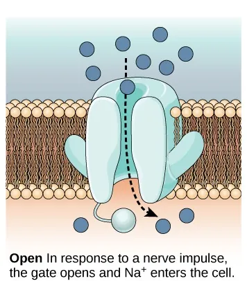 Illustration shows a nervous system “gate” opening and Na+ entering the cell.