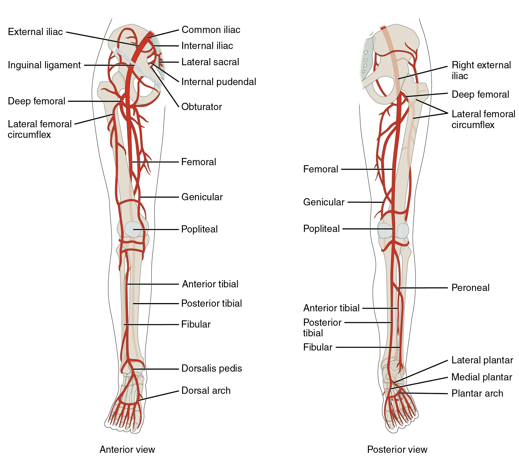 The left panel shows the anterior view of arteries in the legs, and the right panel shows the posterior view.
