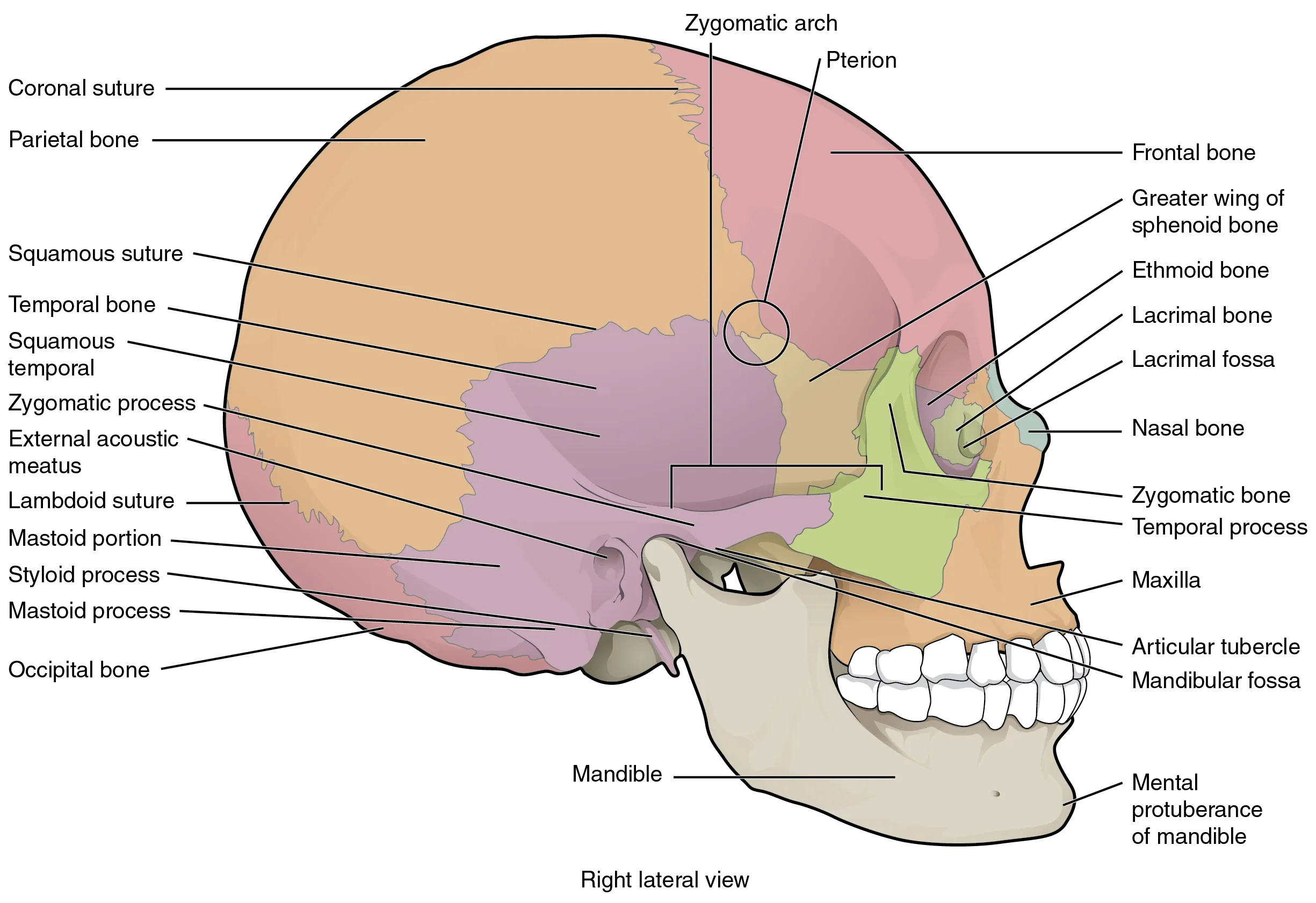 7.2 The Skull Anatomy and Physiology OpenStax