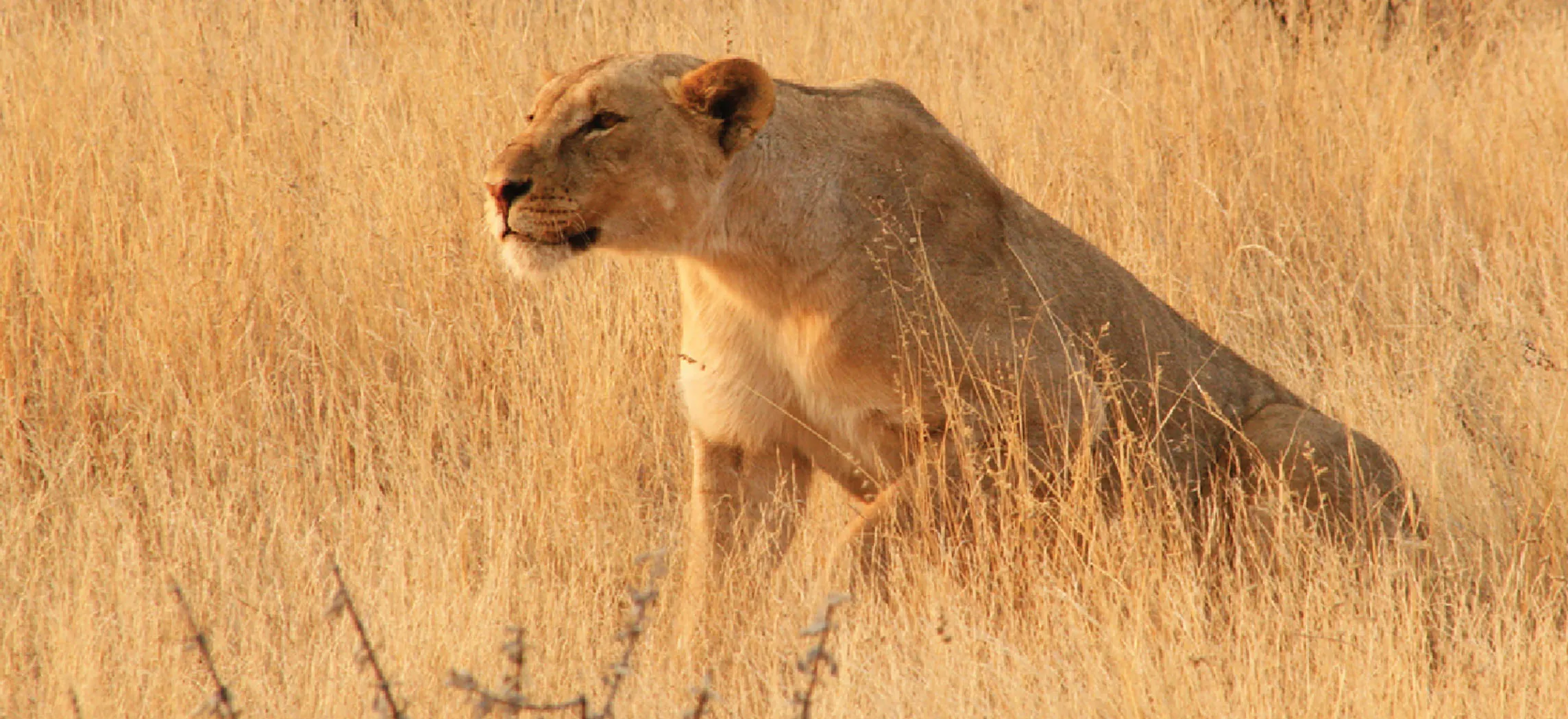 This photograph shows a lioness.