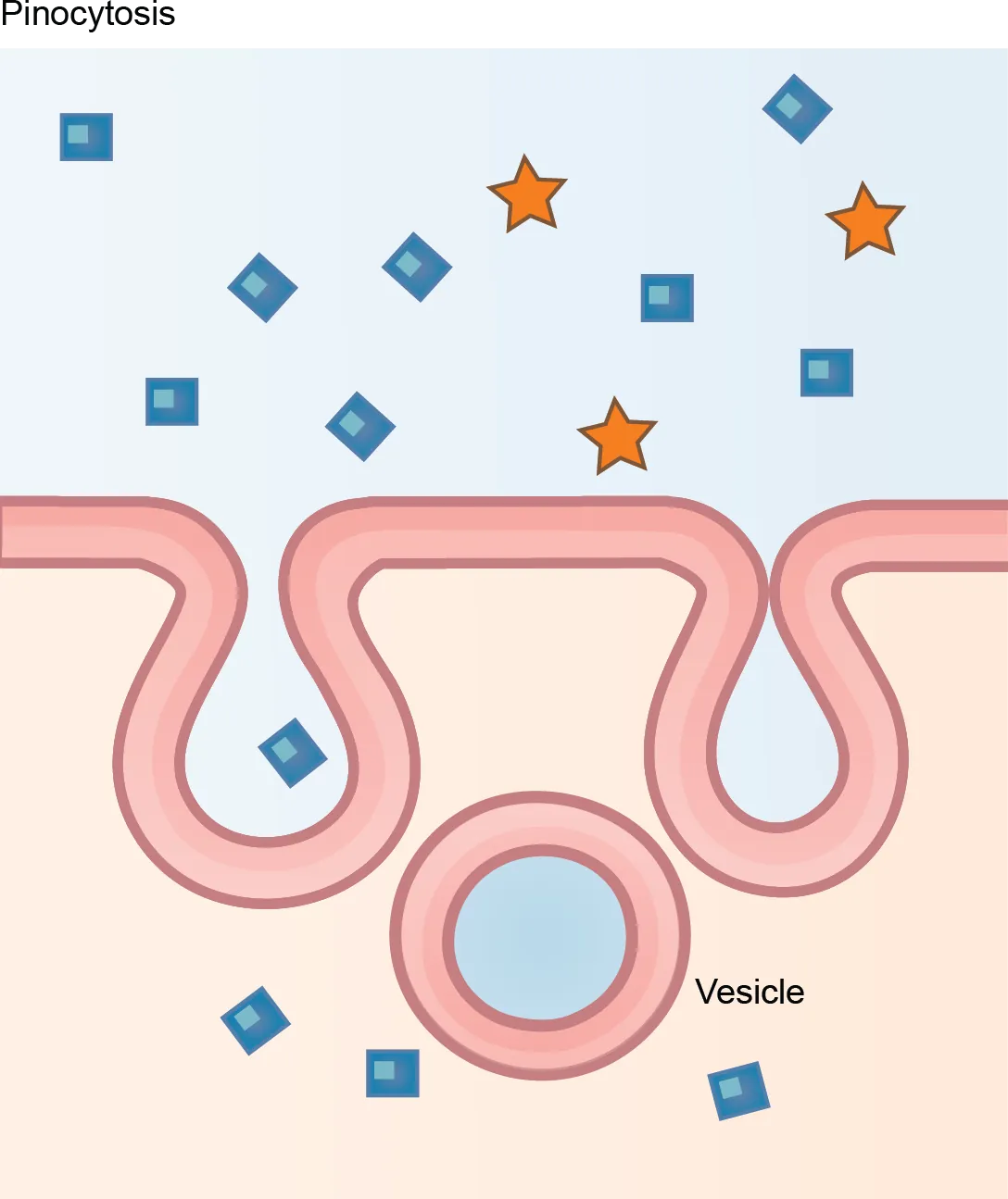 This illustration shows a plasma membrane forming a pocket around fluid in the extracellular fluid. The membrane subsequently engulfs the fluid, which becomes trapped in a vacuole.