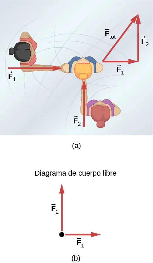 (a) Vista aérea de dos patinadoras sobre hielo que empujan a una tercera. Una patinadora empuja con una fuerza F uno, representada por una flecha que apunta hacia la derecha, y una segunda patinadora empuja con una fuerza F dos, representada por una flecha que apunta hacia arriba. El vector F uno y el vector F dos están a lo largo de los brazos de las dos patinadoras que actúan sobre la tercera patinadora. Un diagrama vectorial se muestra en forma de triángulo rectángulo donde la base es el vector F uno que apunta a la derecha, y la perpendicular a F uno es el vector F dos que apunta hacia arriba. El vector resultante se muestra con la hipotenusa que apunta hacia arriba y hacia la derecha y se marca como vector F sub tot. (b) Diagrama de cuerpo libre que muestra solamente las fuerzas F sub 1 y F sub 2 que actúan sobre la patinadora.