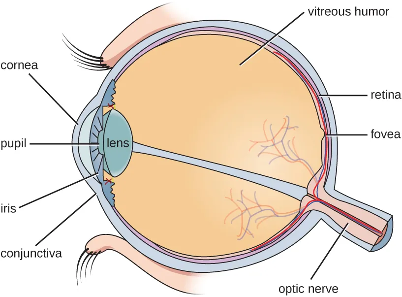 A cross section of the eye. The large spherical center is the vitreous humor. The layer surrounding this is the retina. A projection out of the back of the eye is the optic nerve. A region on the retina just above the optic nerve is the fovea. At the front of the eye is the lens. In front of this is a space labeled pupil. The colored region around the pupil is the iris. The cornea is the covering in front of the iris and pupil. The conjunctiva is a mucous membrane on the eye.