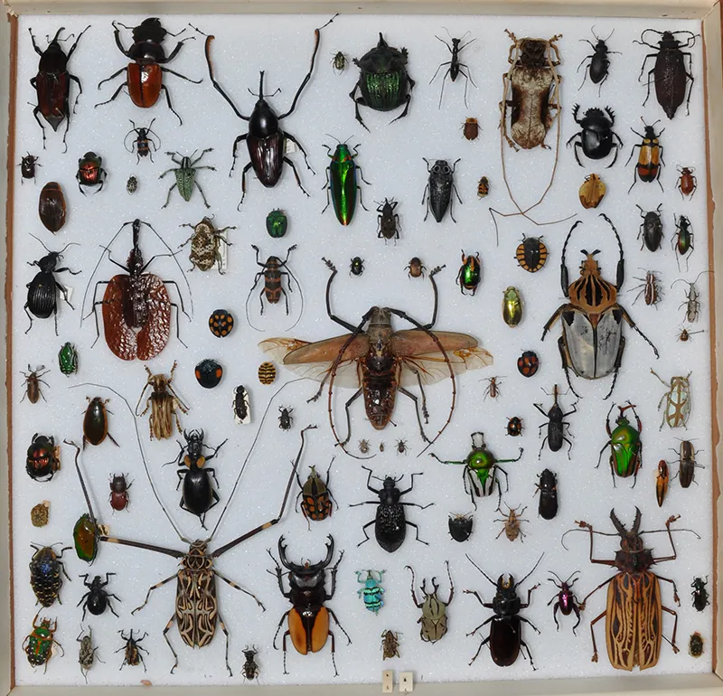 A large display tray holding a variety of species of beetles of all shapes and sizes.