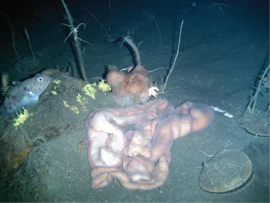 The photo shows a worm that resembles intestines, sitting on the muddy ocean floor.  The worm is a long tubular creature whose body overlaps itself, and its surface appears to be twisted at parts.