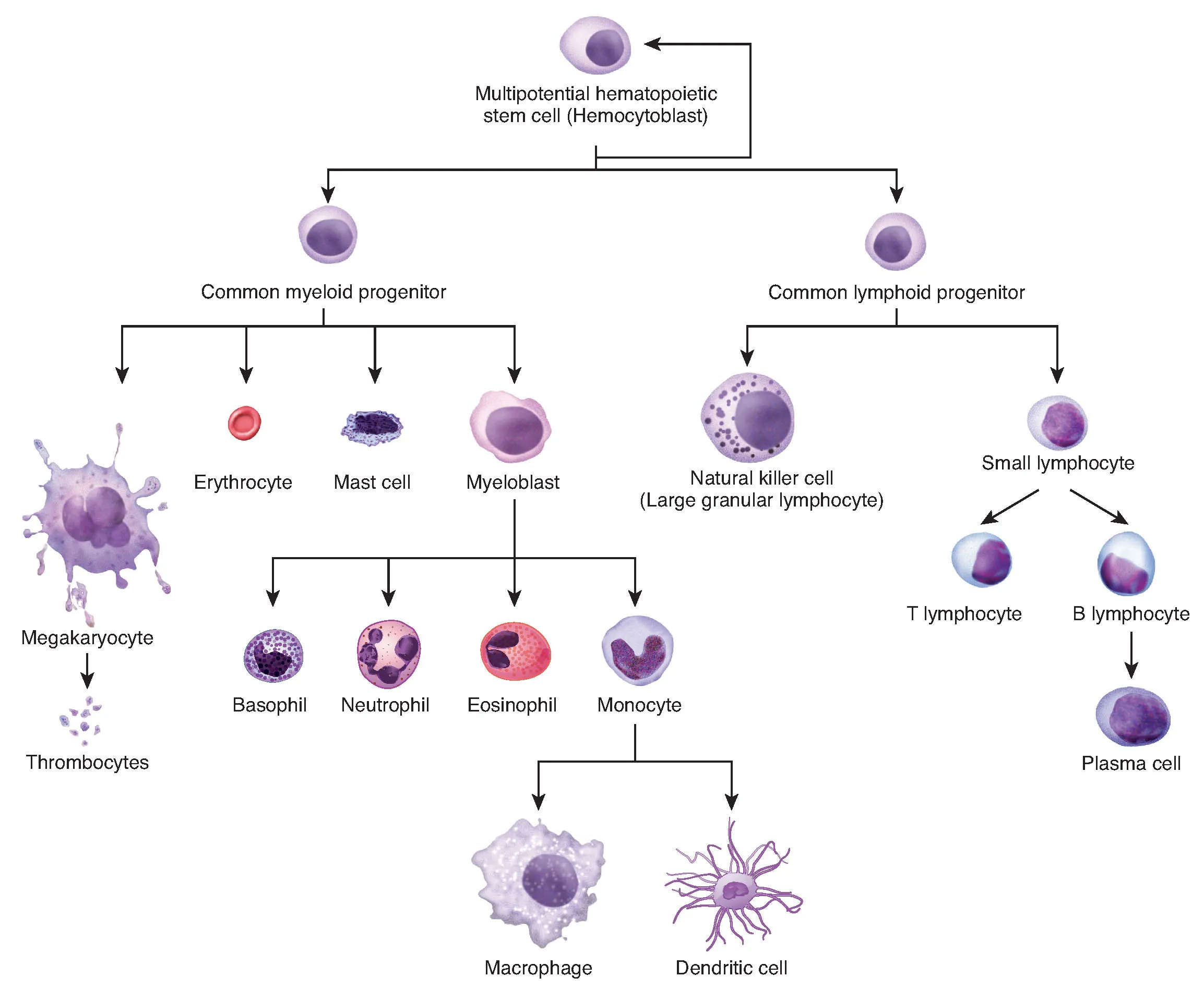 This flowchart shows the differentiation of a hemocytoblast, a stem cell, into the different types of cells found in blood.