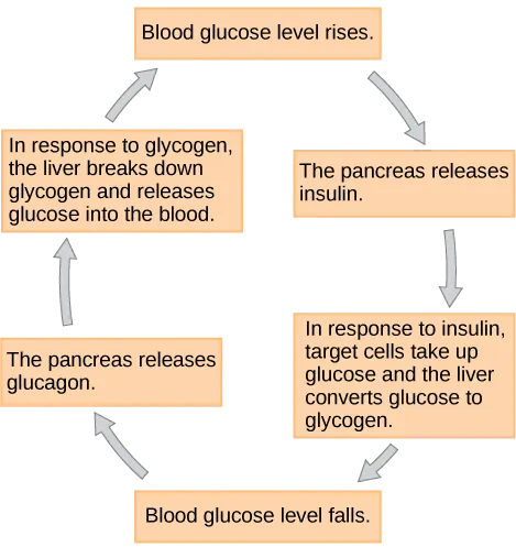 When blood glucose levels fall, the pancreas secretes the hormone glucagon. Glucagon causes the liver to break down glycogen, releasing glucose into the blood. As a result, blood glucose levels rise. In response to high glucose levels, the pancreas releases insulin. In response to insulin, target cells take up glucose, and the liver converts glucose to glycogen. As a result, blood glucose levels fall.