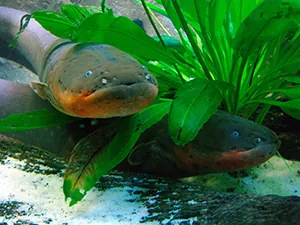This is a photograph showing the head of an electric eel just above water, next to the leaves of a plant growing in the water.