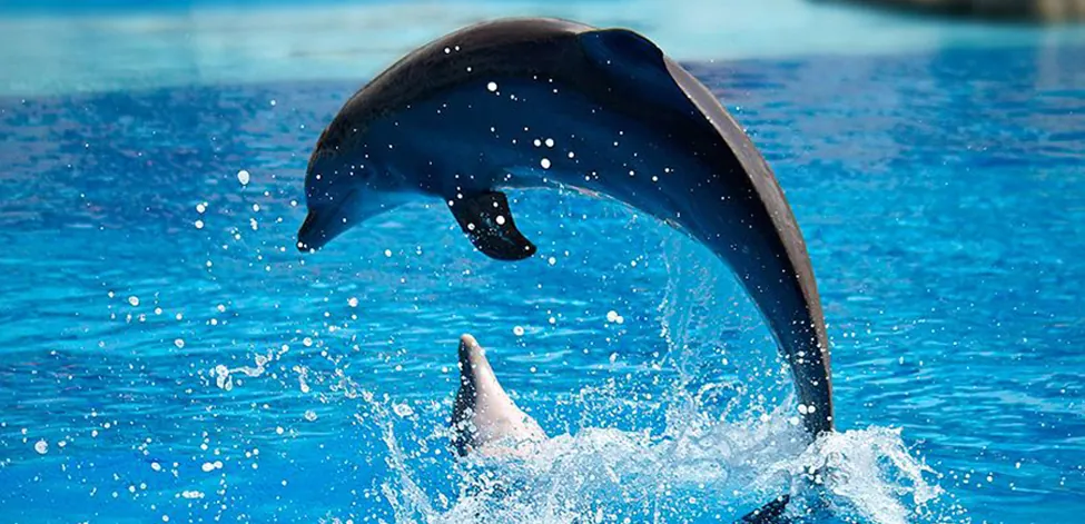 A dolphin is jumping out of water in a curved path over the water.
