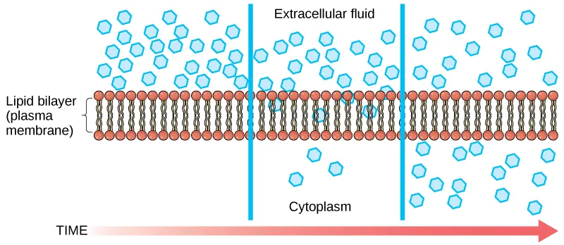 The left part of this illustration shows a substance on one side of a membrane only. The middle part shows that, after some time, some of the substance has diffused across the plasma membrane. The right part shows that, after more time, an equal amount of the substance is on each side of the membrane.
