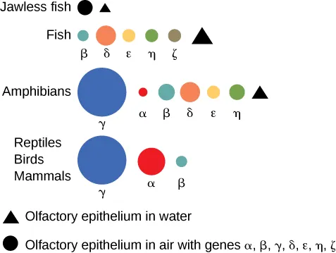 This figure shows numerous circles and triangles. The first row, from left to right says Jawless Fish. It is followed by a small black circle and a small black triangle. The second row is labeled fish, it is followed after by a tiny blue circle, a slightly bigger orange circle, a small yellow circle, a small green circle, a small dark green circle, and a black triangle. The next row is labeled Amphibians. It has a large blue circle, a tiny red circle, a medium blue circle, a medium orange circle, a smaller yellow circle, a medium green circle, and lastly a black triangle. Finally, the last line is labeled Reptiles Birds, Mammals. There is a large blue circle, a medium red circle, and a small blue circle. The black triangles stand for olfactory epithelium in water. The black circles stand for olfactory epithelium in air with genes.