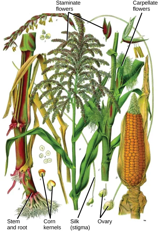 Illustration shows parts of a corn plant. Staminate flowers are tiny flowers that cluster in strands to form the tassel at the top of the plant. Pollen grains are small, teardrop-shaped structures. Carpellate flowers are clustered in the immature ear, which is covered by leaves. Silk protrudes from the tops of the leaves covering the flower. In the mature ear, the kernels form where the carpellate flowers were located.